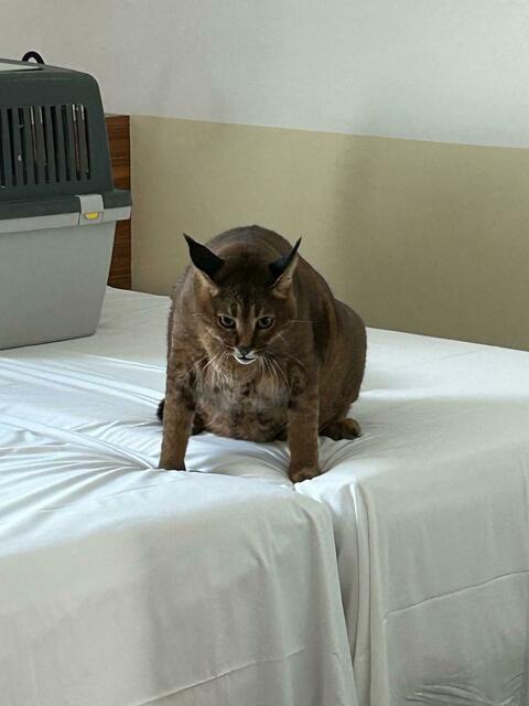 Bei der Festnahme eines Mannes in Wien, der Falschgeld in Umlauf gebracht haben soll, wurde in seinem Hotelzimmer eine in Österreich illegale Caracat entdeckt. | Foto: APA Picturedesk