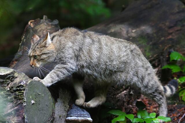 Wildkatze; © Josef Limberger