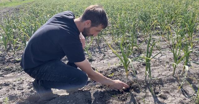 Neben traditionellem weißen Knoblauch bietet der Biohof Goldenits in Tadten "Black Garlic" an. | Foto: Kathrin Santha