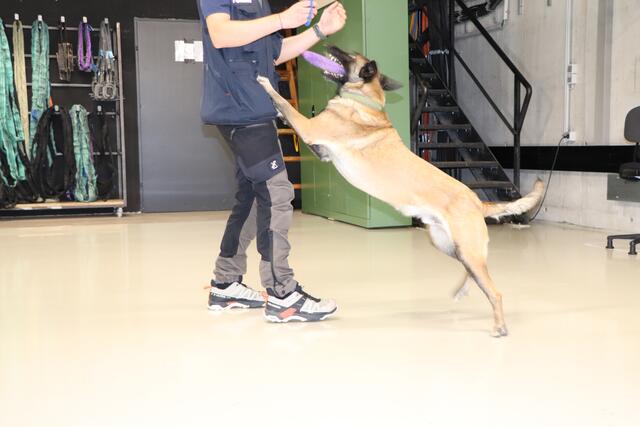 Ausgebildet werden die Hunde über positives Training. Nach jeder Übung/Einsatz wird das Tier mit spielen oder Futter belohnt. | Foto: Tanja Handlfinger