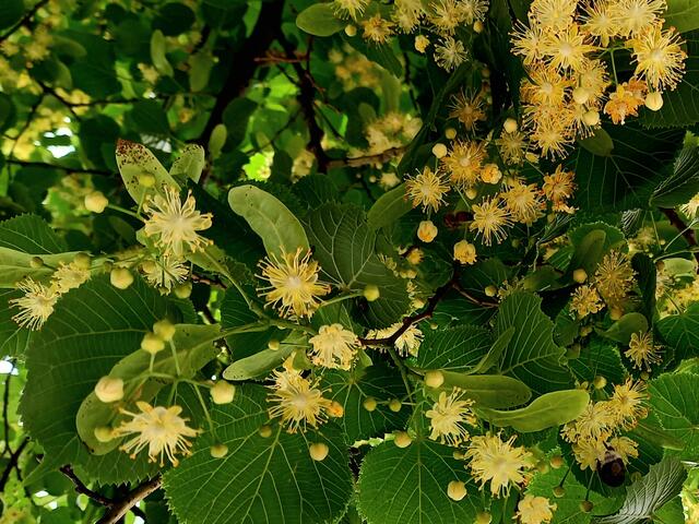 Duftende Lindenbäume am Kai  | Foto: H.Bachinger 