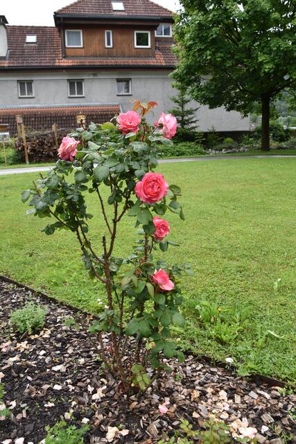 Foto: Kendlbacher