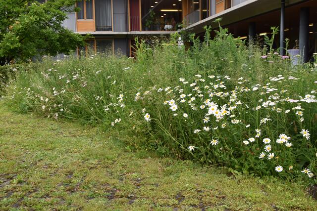 Wildsträucher und Rosenbeete sind ein Paradies für heimische Insekten. | Foto: Kendlbacher