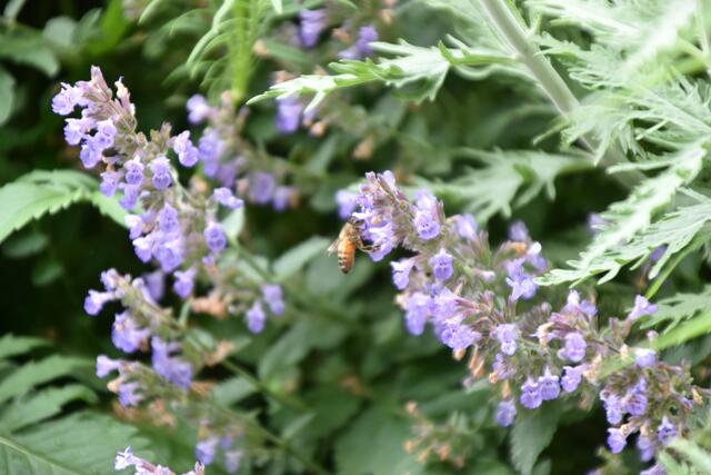 Zahlreiche Bienen erfreuen sich an den Wildsträuchern und Kräutern. | Foto: Kendlbacher
