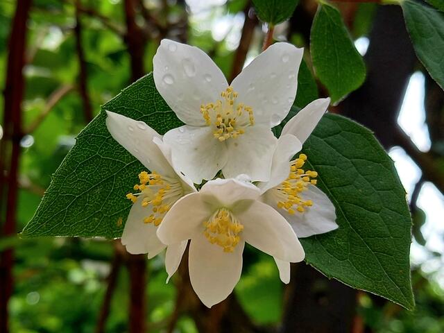 Jasmin  | Foto: H.Bachinger 