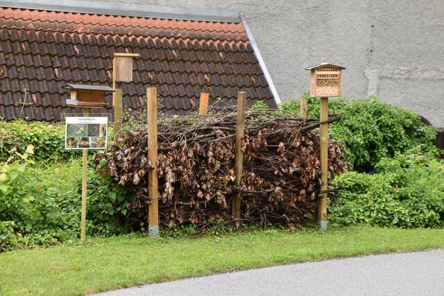 Totholz – altes, abgestorbenes Holz zählt zu den lebendigsten Lebensräumen unserer Natur.  | Foto: Kendlbacher