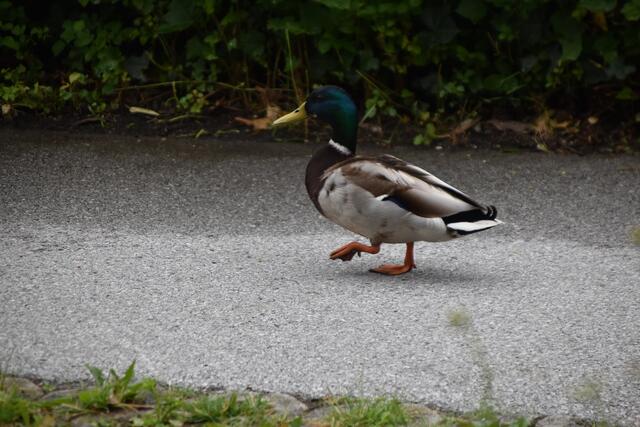 Auch Enten fühlen sich im vielseitigen Garten des Wohn- und Pflegeheimes Hall pudelwohl. | Foto: Kendlbacher