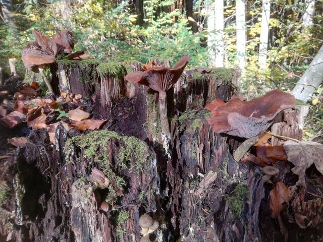 Ein klimafitter und artenreicher Wald ist den Krenns in Riegersburg ein Anliegen. | Foto: Krenn