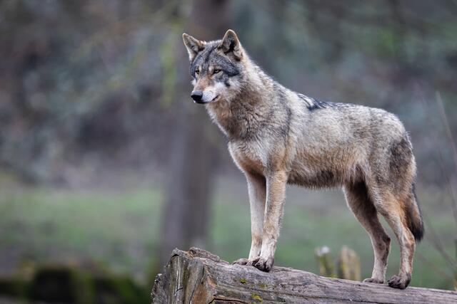Laut den Schilderungen eines Ferlacher Pensionisten, wurden zwei ausgewachsene Wölfe am Singerberg gesichtet, | Foto: stock.adobe.com/ AB Photography (Symbolfoto)