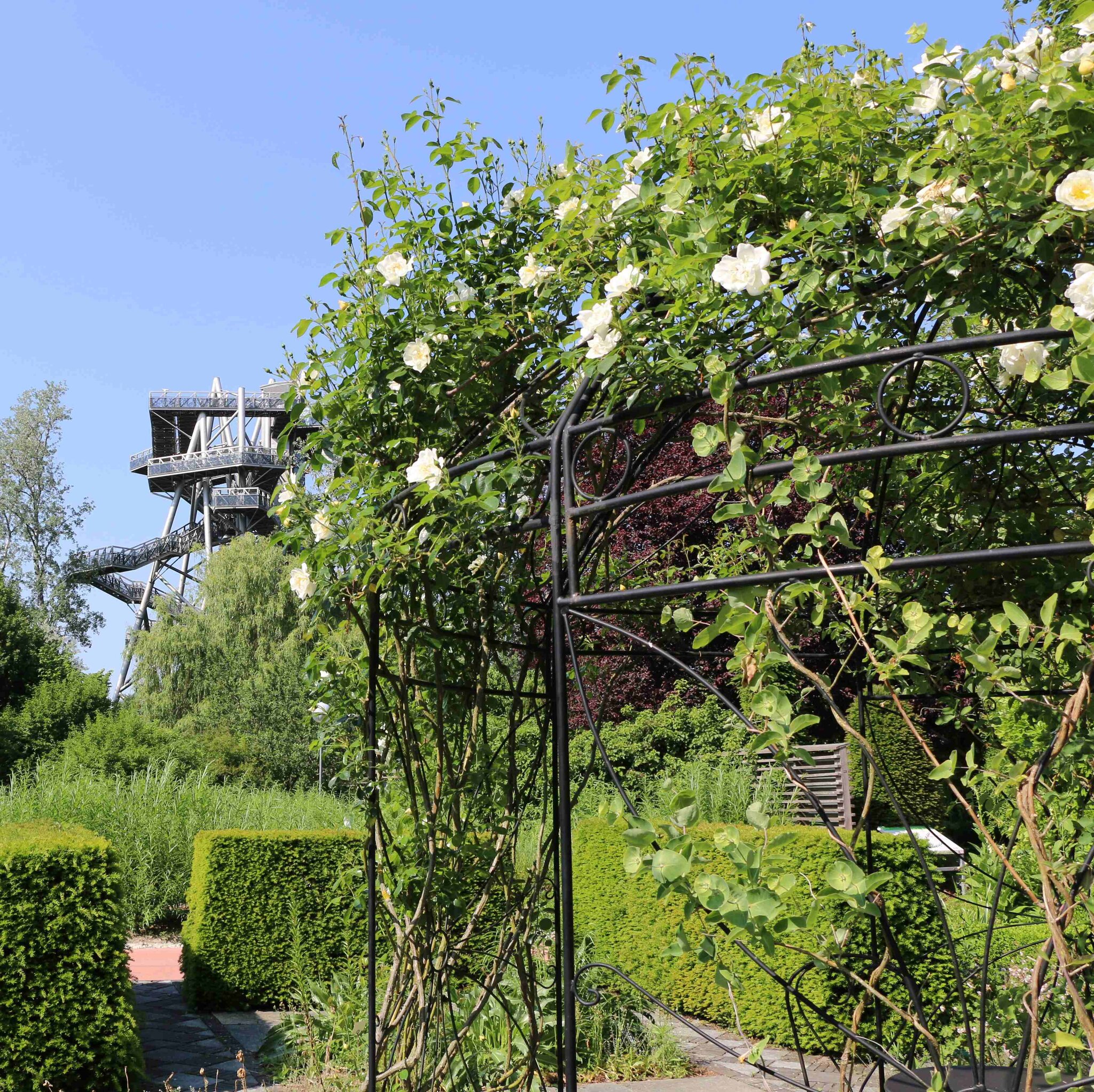 Rosen und Riesenfenchel PflanzenHighlights auf der GARTEN TULLN Tulln
