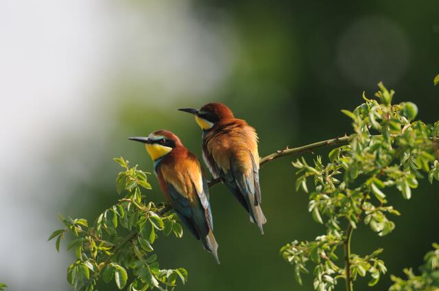 Der Bienenfresser nistet in Steilwänden und frisst große Insekten. | Foto: Hansjörg Lauermann