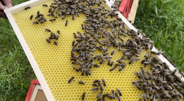 Die Bienen sind das drittwichtigste Nutztier. Ein Grund mehr, um auf die Wichtigkeit der kleinen Insekten aufmerksam zu machen. | Foto: Julia Gerold