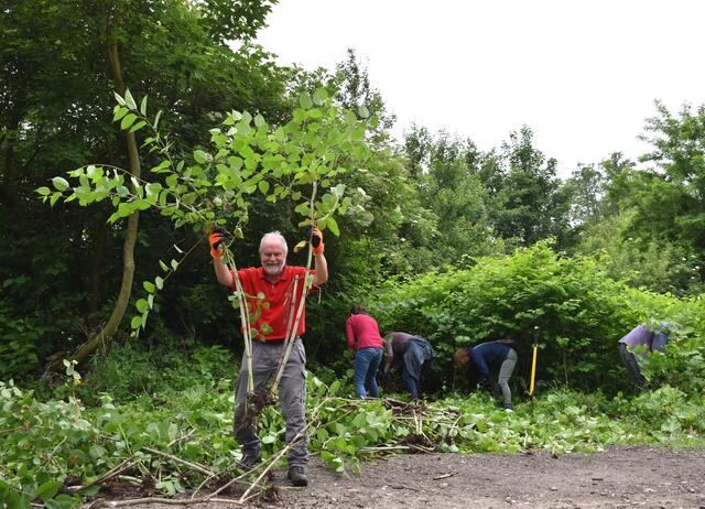 Dem Staudenknöterich ging es rund um den Waldkindergarten an den Kragen. | Foto: Grüne Liste Gablitz