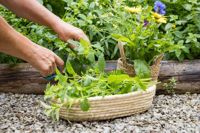 Der Naturpark Sölktäler plant die Neuanpflanzung und Erhaltung alter sowie neuer Kulturgemüse- und Getreidesorten im Schlossgarten.  | Foto: wildbild