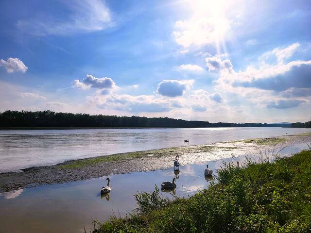 ...und Schwanenidyll am abgesenkten Oberwasser des Kraftwerks Abwinden-Asten. | Foto: Eckhart Herbe