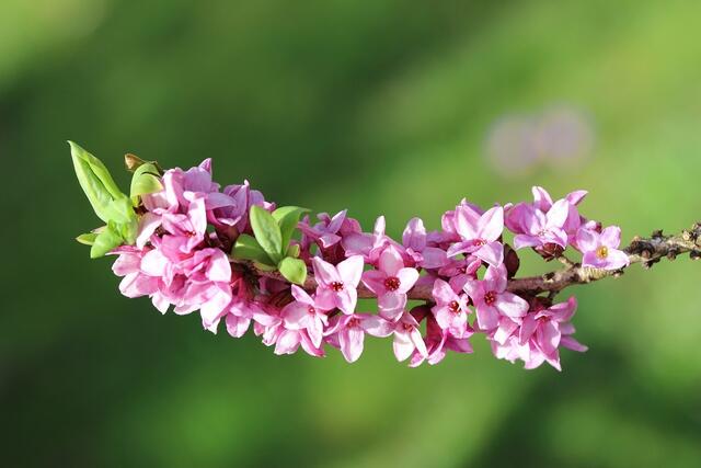Auffällig beim Seidelbast sind die rosafarbenen Blüten, die er von Februar bis April ausbildet und die einen starken Duft verbreiten. | Foto: Pixabay