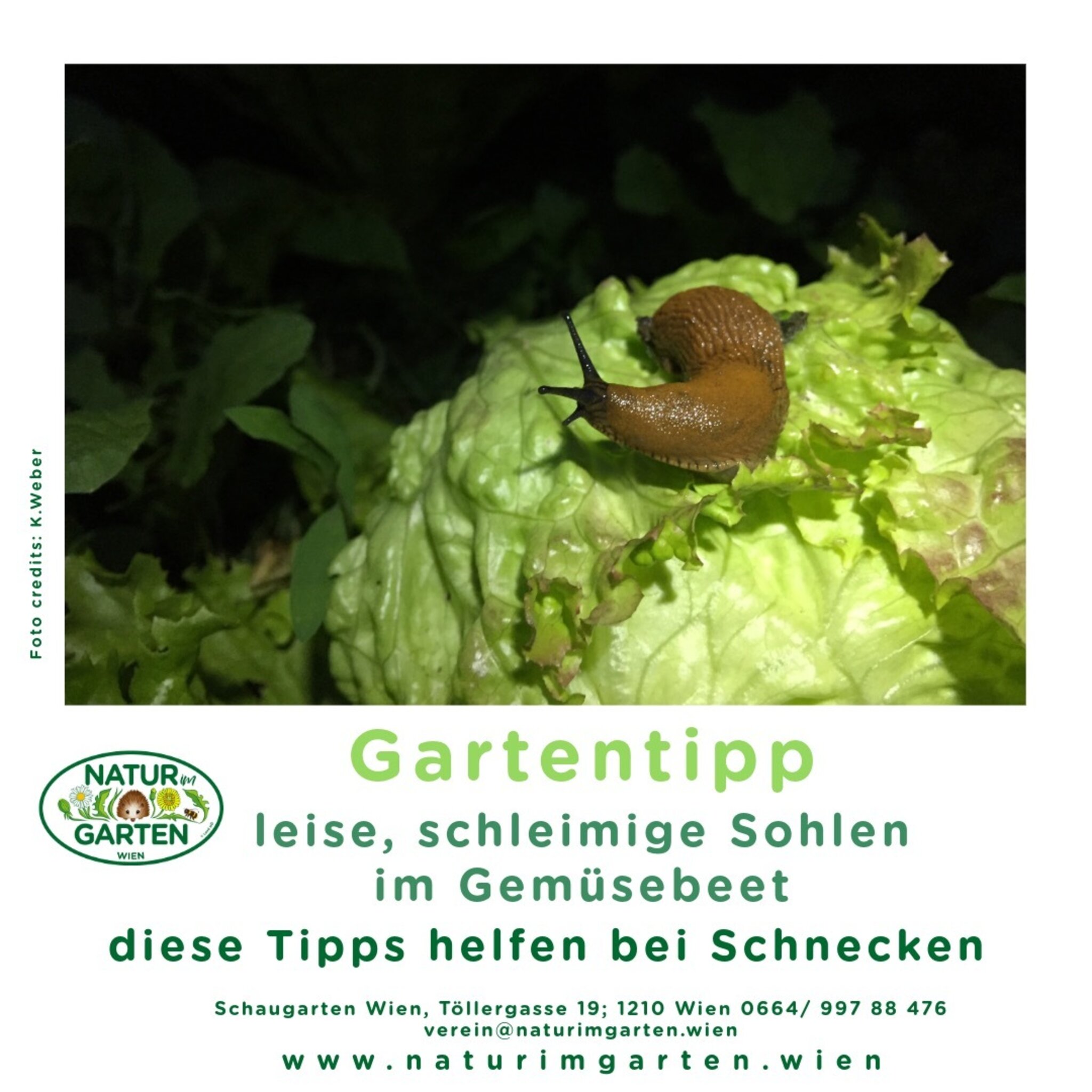 Natur im Garten Tipp Schnecken im Gemüsebeet Floridsdorf