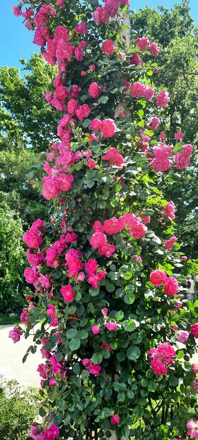 Einer der abwechslungsreichen Programmpunkte war das Rosarium. | Foto: Steirischer Seniorenbund
