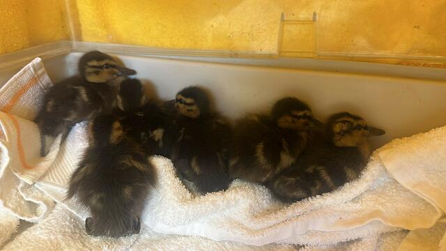 Rettung in letzter Sekunde: Nachdem die Entenküken ihre Mutter auf der Osttangente verloren, musste die Tierhilfe Gusental die Tiere aufwendig bergen. | Foto: Tierhilfe Gusental