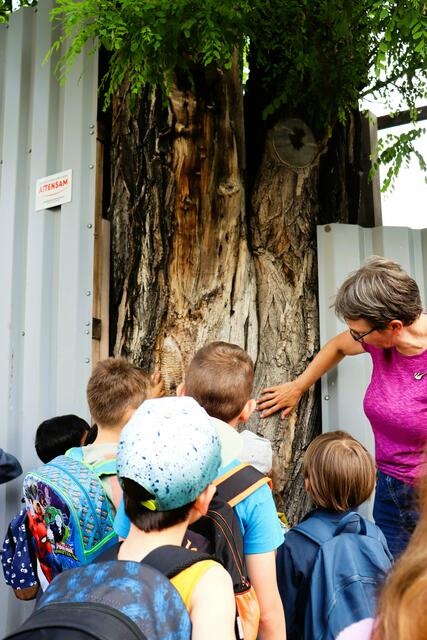 Die GB* sucht den Superbaum der Stadlau. | Foto: GB*