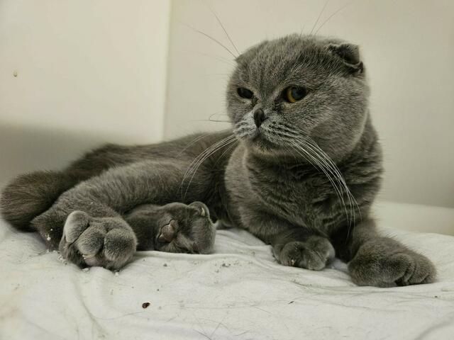 Auch Scottish Fold Katze gehören zu qualzuchtbetroffenen Tieren. | Foto: TSV St. Pölten