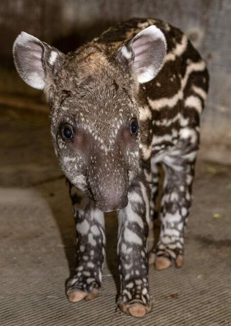 Mein Gott, ist das süß: Der junge Tapir wurde am 31. Mai im Zoo Schmiding geboren. | Foto: Zoo Schmiding/Peter Sterns