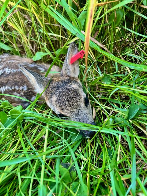 Die mit den Ohrmarken gekennzeichneten Rehkitze können in heranwachsendem Alter in ihrem Revierverhalten weiter verfolgt werden. Der Bezirk Deutschlandsberg ist als einziger flächendeckend bei diesem Monitoring dabei.  | Foto: Silberschneider