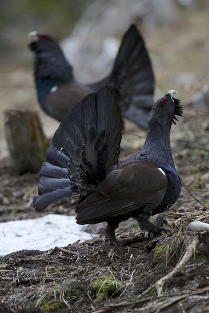 Der Auerhahn als "Charaktervogel der Westeiermark": Eine positive Beeinflussung des Auerwildbestandes durch Lebensraum-Wiedergewinnung ist das primäre Ziel des Vorzeigeprojekts in der Modellregion.  | Foto:  Steirische Landesjägerschaft
