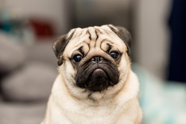 Bei einigen Hunde- und Katzenrassen werden bestimmte Merkmale exzessiv gezüchtet – meist zum Leidwesen der Tiere. | Foto: stock.adobe.com/at/220 Selfmade studio