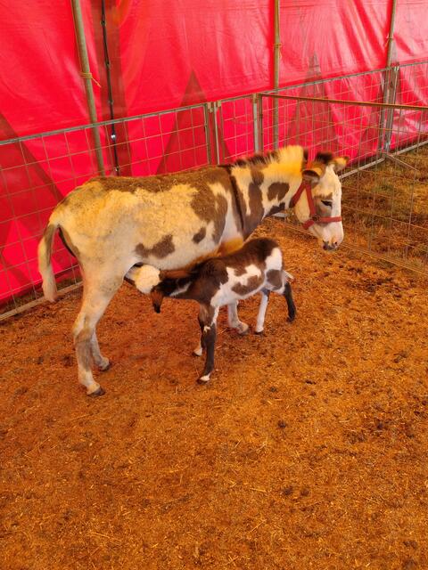 Eselmama Luna und ihr Kleines freuen sich auf die Streicheleinheiten der Zirkusbesucher.  | Foto: Circus Althoff