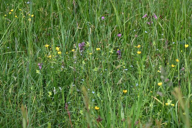 Noch nicht gemähte Blumenwiese