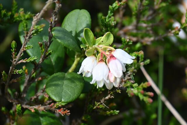 Rauschbeere