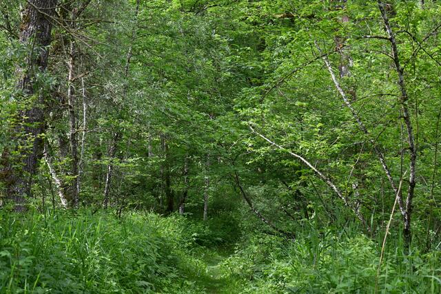 Ich zweige vom Hauptweg ab und gehe den Auwaldweg