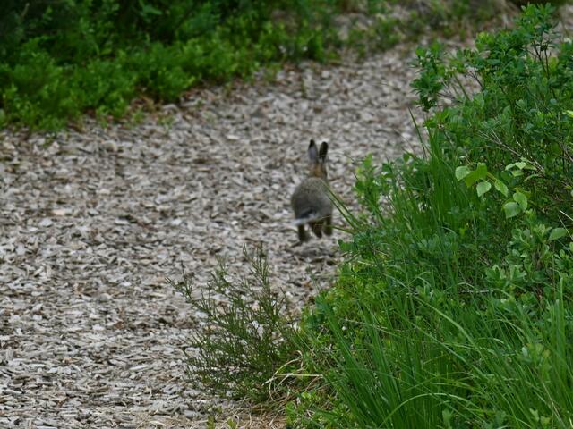 Kleines Häschen, aber bis ich zum Fotografieren komm, ist er auch schon wieder weg