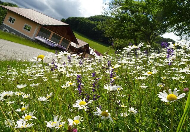 Immer wieder schöne Blumenwiesen