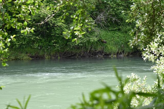 Komme im Auwald an die Enns