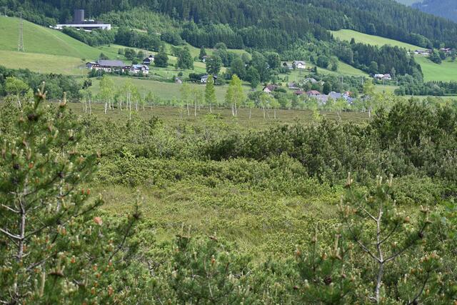Vom Turm Ausblick ins Moor: Latschen, Torfmoose und Moorbirken