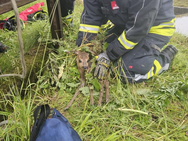 Mit Grasbüscheln, um den menschlichen Geruch zu überdecken, wurde das Kitz im angrenzenden Feld ausgesetzt und suchte sofort das Weite.  | Foto: Bfkdo Amstetten/FF St. Valentin