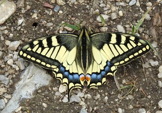 Viele Schmetterlinge tummeln sich auf den Wiesen, hier ein Schwalbenschwanz.
