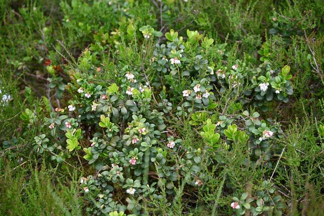 Rauschbeeren