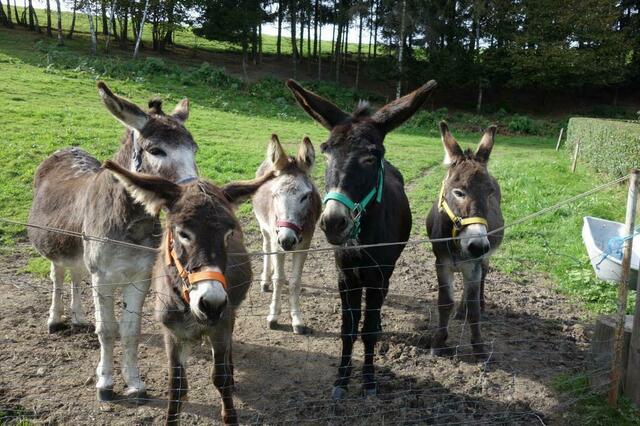 Birgit Chalcraft bietet Eselwanderungen in der Natur an. | Foto: Birgit Chalcraft