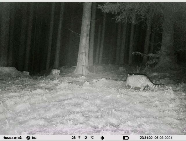 Diese Aufnahme hat eine Wildkamera in Soboth Anfang März eingefangen. Laut Experten handelt es sich um eine seltene Europäische Wildkatze. | Foto: privat