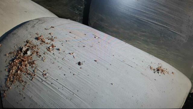 So sehen die Siloballen aus, nachdem Krähen darauf gewütet haben. Der Futtersilo ist so nicht mehr dicht verpackt und verdirbt. | Foto: Landwirtschaftskammer