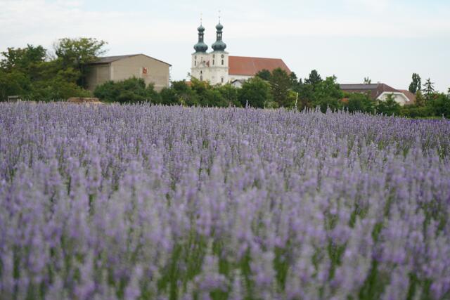Ein Blick auf die Wallfahrtskirche in Frauenkirchen, im Vordergrund blühender Lavendel | Foto: Andrea Glatzer