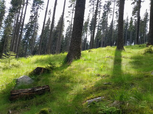 Der Wald mit dem grünen Gras wirkt weich und wohlig und lädt zum ins Gras legen ein