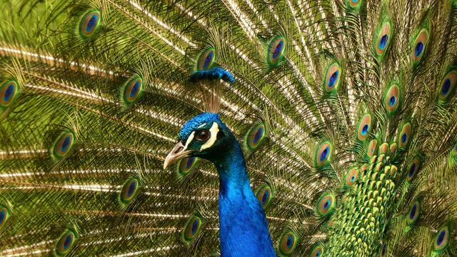 Der Blaue Pfau ... | Foto: © Silvia Plischek