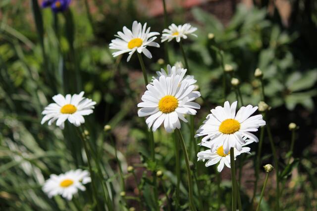 "Es gibt keine Klimakrise, saftig grün sind Wald und Wiese", träumt Josef Schimana.  | Foto: Ulrike Plank