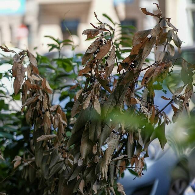 Verwelkte Pflanzen als "Schandfleck".  | Foto: Grüne Wieden