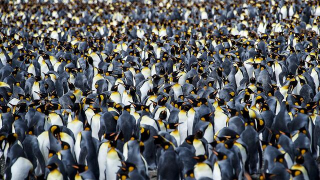 Josef Mann besichtigte Pinguine, Robben und Wale in der Antarktis.  | Foto: Josef Mann