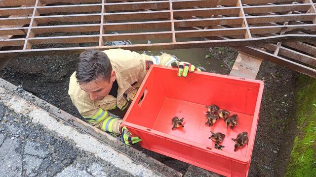 Kommandant Florian Stanger befreite die Küken aus dem Weiderost. | Foto: ZOOM.TIROL